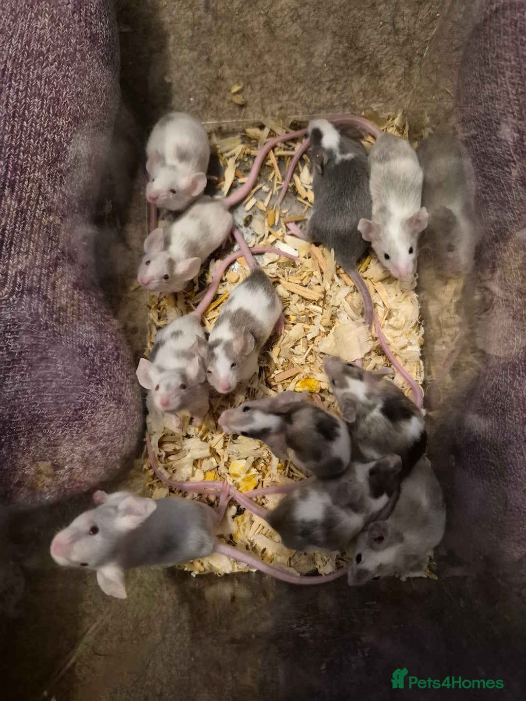 Mouse rodents for sale: 10 Cute Male Baby Fancy Mice - Advert 1