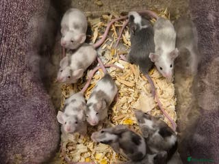 Mouse rodents 10 Cute Male Baby Fancy Mice - Advert 1