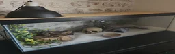 Leopard Gecko reptiles for sale: Leopard gecko and full enclosure - Advert 1