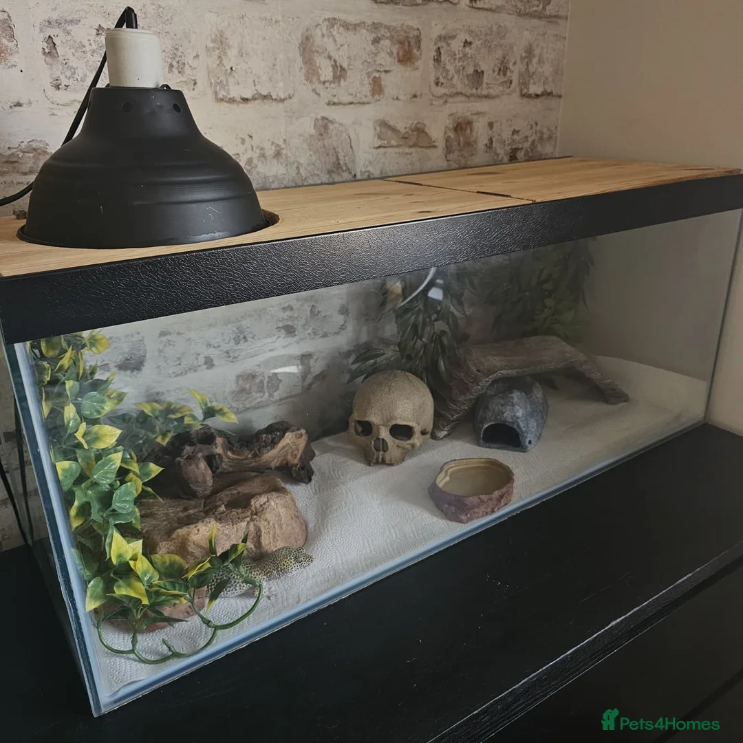 Leopard Gecko reptiles for sale: Leopard gecko and full enclosure - Advert 1