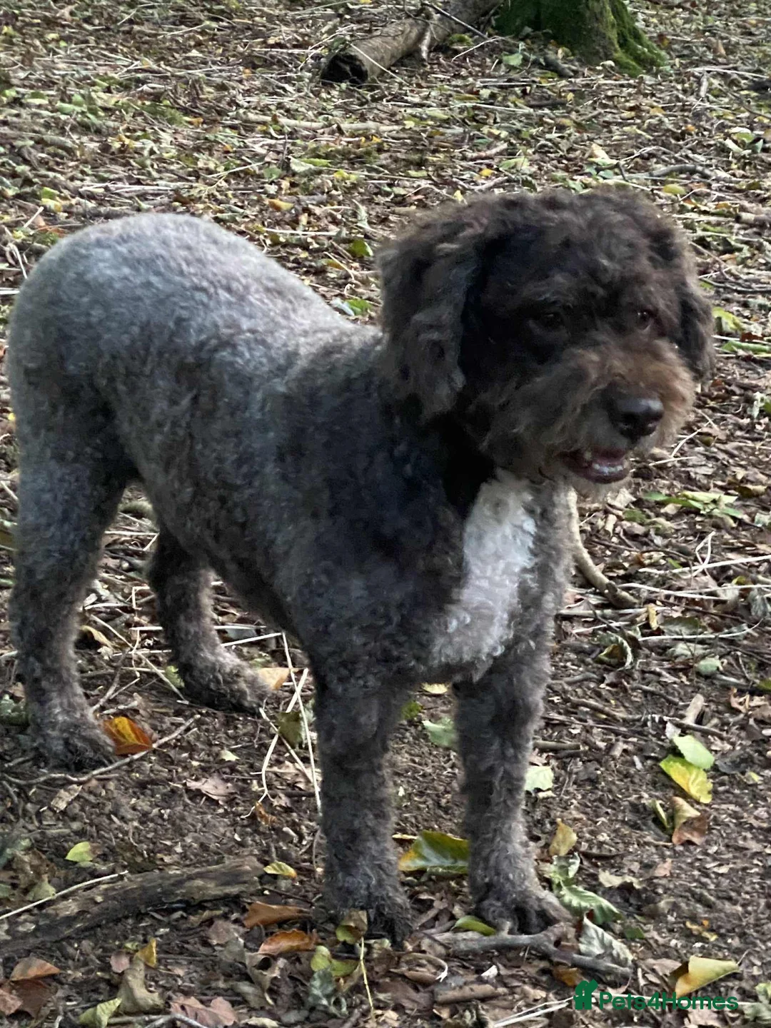 Lagotto Romagnolo dogs for sale: Three wonderful Lagotto pups available now - Advert 14