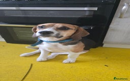 Beagle dogs for sale: Marlo the beagle  - Image 4