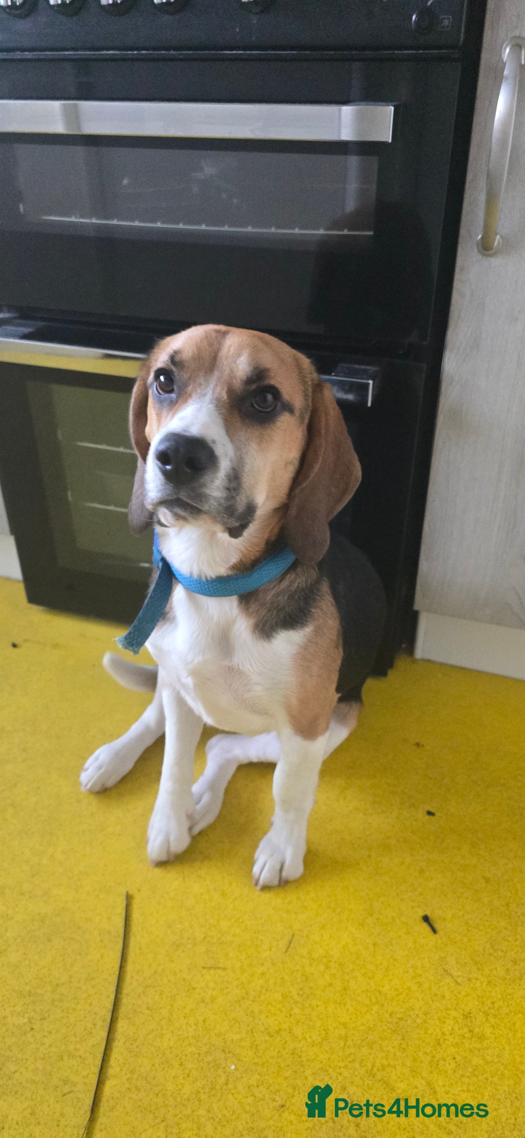 Beagle dogs for sale: Marlo the beagle  - Image 4