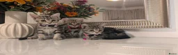 Mixed Breed cats for sale: Adorable kittens in London(SE18)😻😍😻 - Advert 15