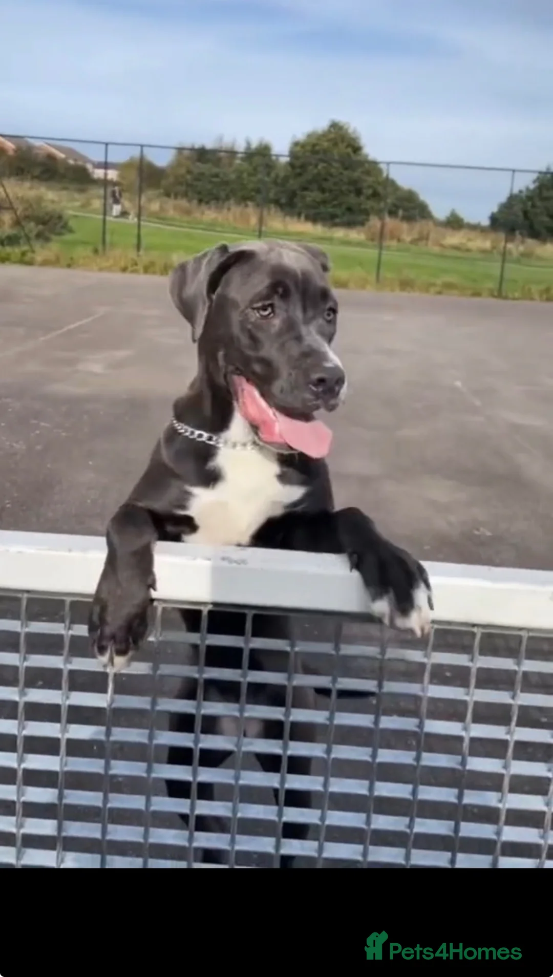 Cane Corso dogs for sale: Zahviah  **   in Sheffield - Advert 1