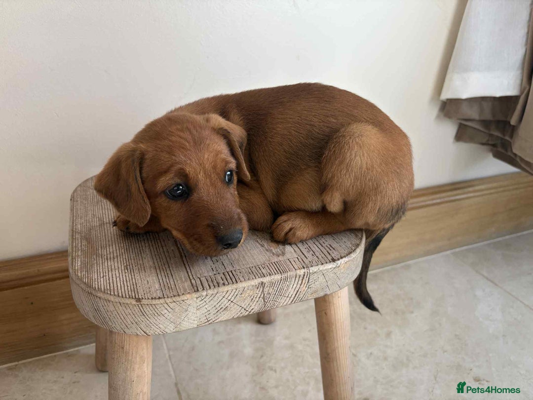Mixed Breed dogs for sale: Beautiful puppies available  - Image 7