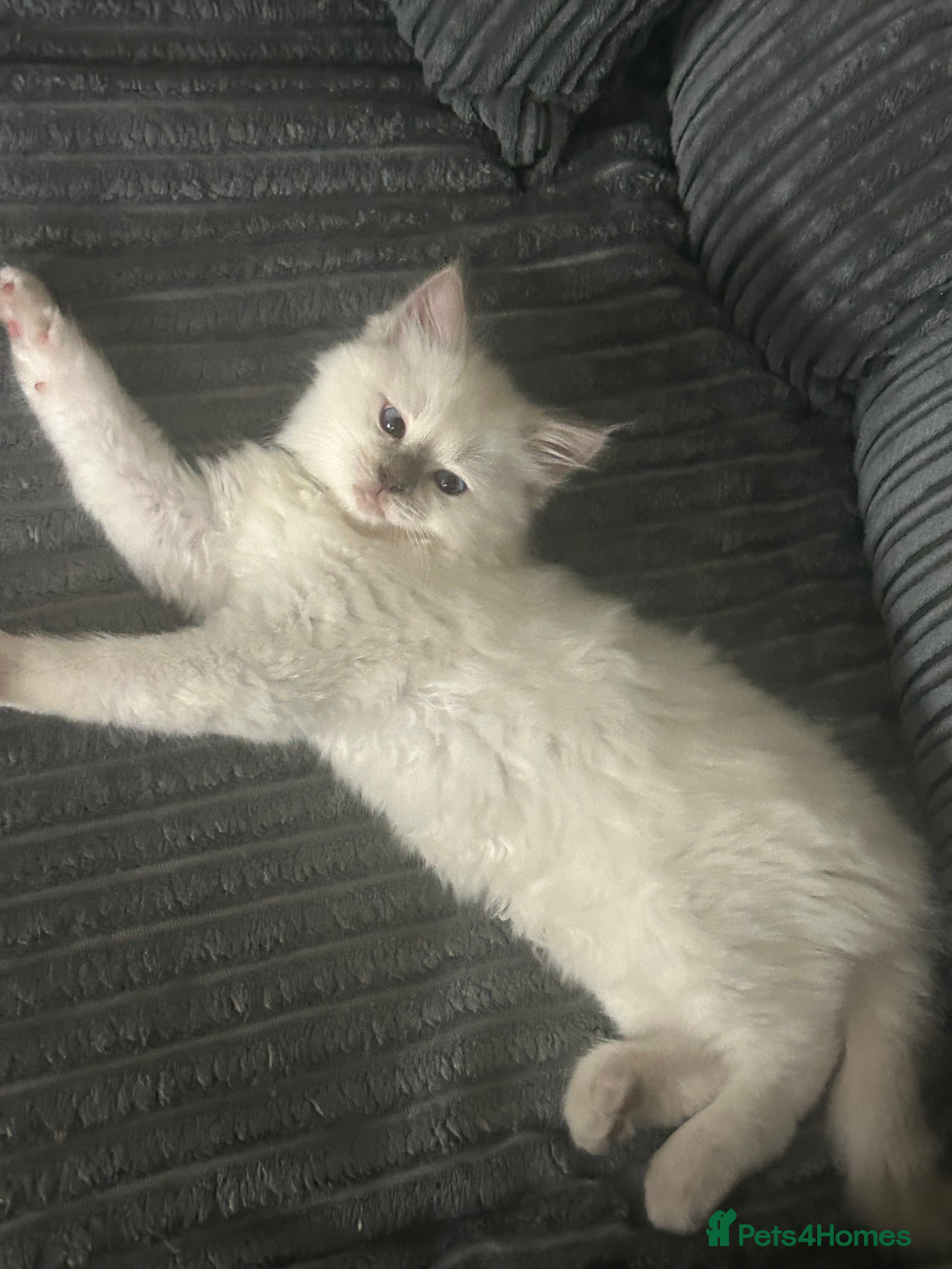 Ragdoll cats 🐾Last2 x Boys, TICA registered Ragdoll Kittens 🐾 - Advert 2