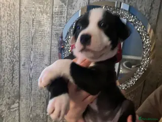 Staffordshire Bull Terrier dogs Mum and 2 girls stunners - Advert 8