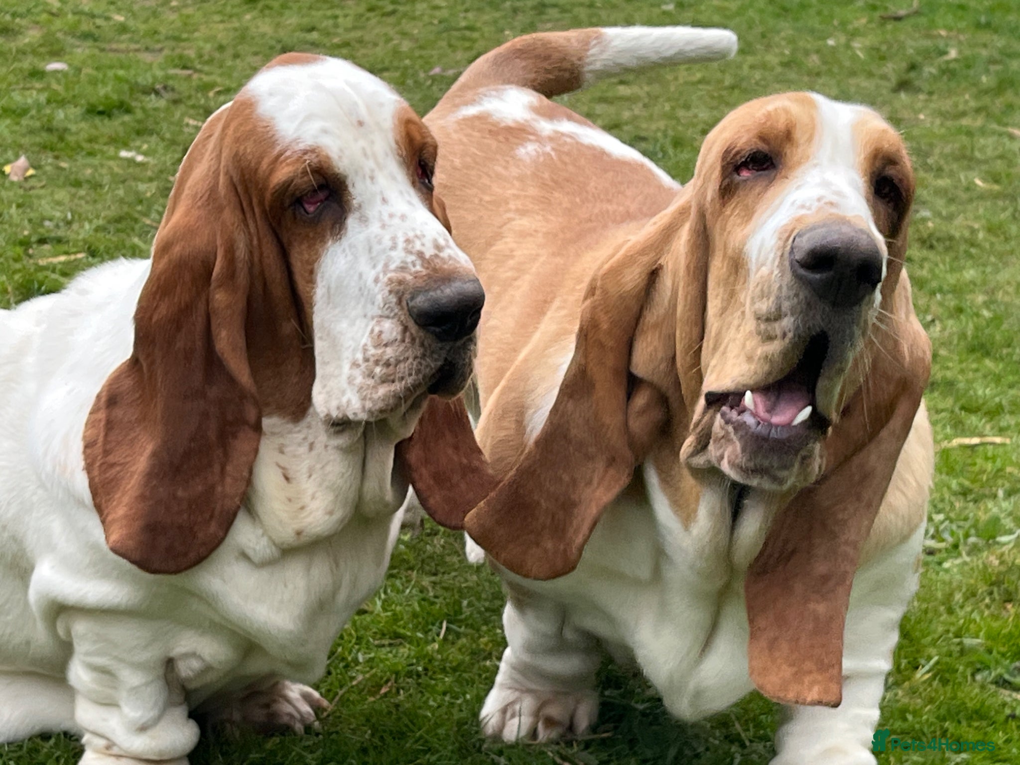 Basset Hound dogs Basset hound 13 months old - Advert 3