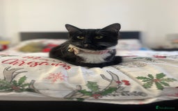 Siamese cats for sale: Female tuxedo cat - Image 8