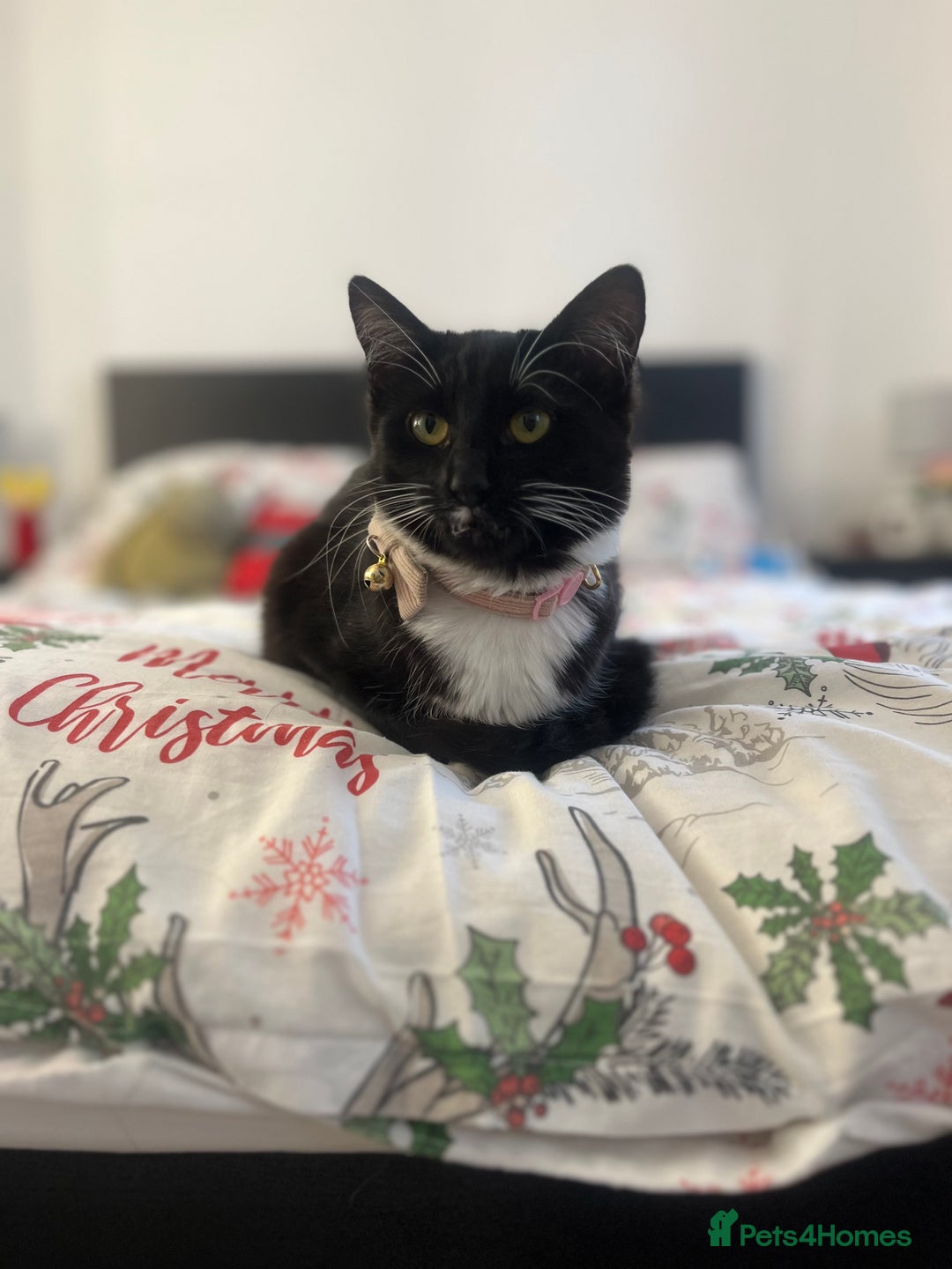 Siamese cats for sale: Female tuxedo cat - Image 8