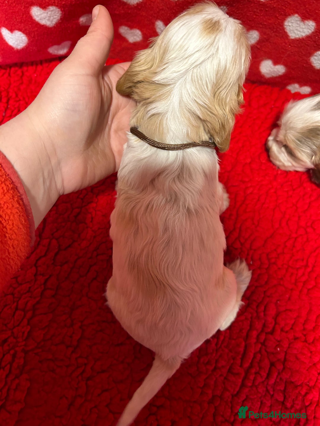 Cocker Spaniel dogs for sale: KC Registered show type cocker spaniel puppies.  - Advert 17