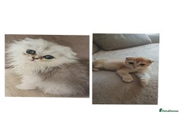 Scottish Fold cats for sale: Scottish Fold Kittens ( Delivery available) - Advert 18