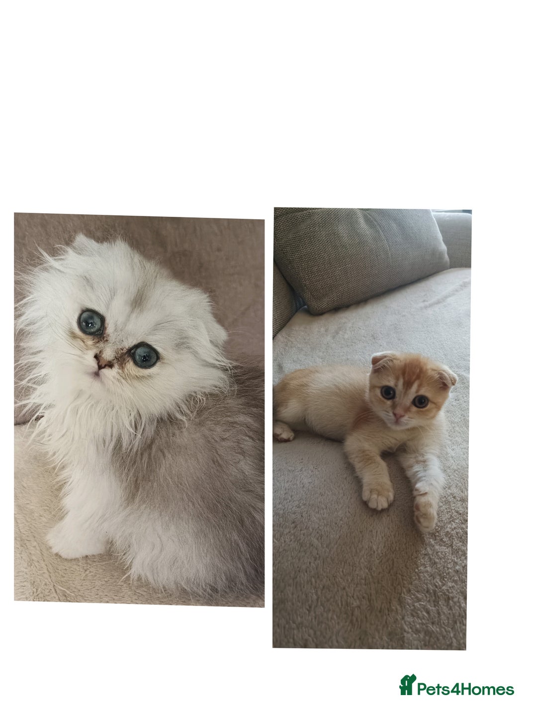 Scottish Fold cats for sale: Scottish Fold Kittens ( Delivery available) - Advert 18