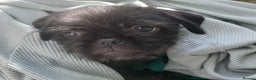 Mixed Breed dogs for sale: Shih Tzu cross Pug puppies - Advert 3