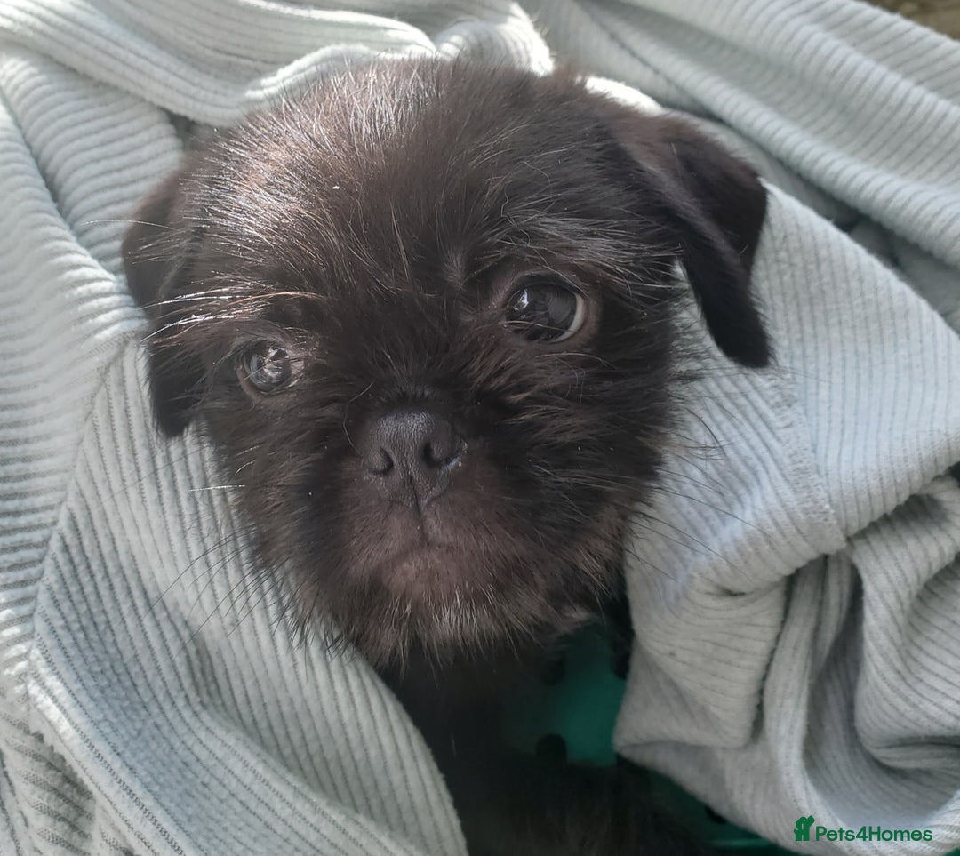 Mixed Breed dogs for sale: Shih Tzu cross Pug puppies - Advert 3