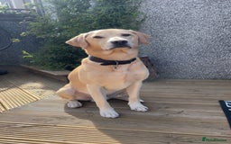 Labrador Retriever dogs for stud: 🌟Stunning Stud Dog Marley – Excellent Nature🌟 - Image 4