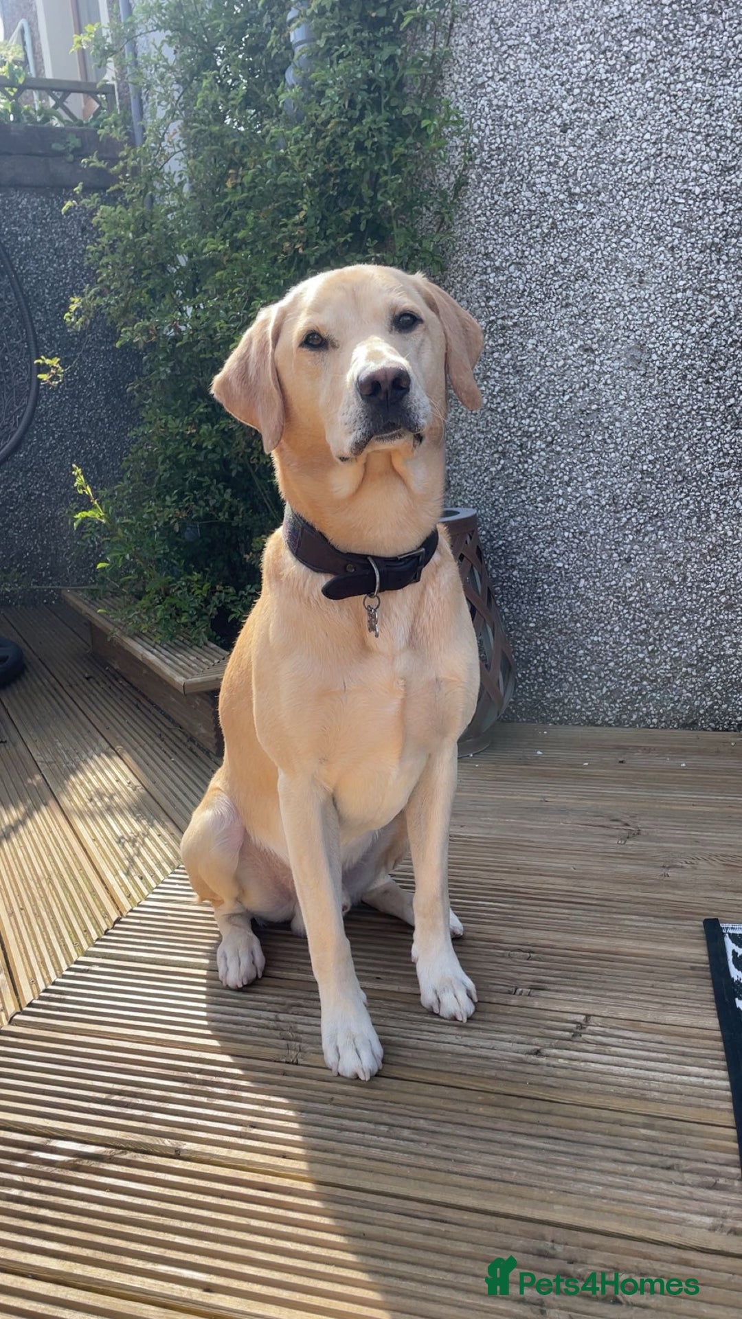Labrador Retriever dogs for stud: 🌟Stunning Stud Dog Marley – Excellent Nature🌟 - Image 4