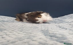 Guinea Pig rodents for sale: Absolutely Stunning Baby Boars  - Image 6