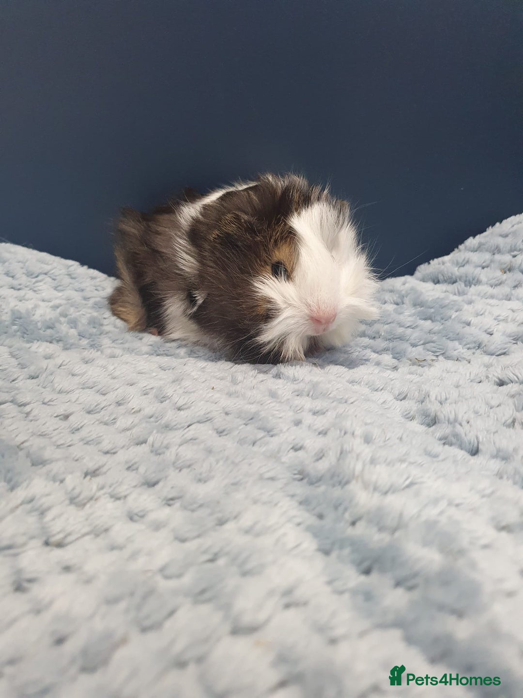 Guinea Pig rodents for sale: Absolutely Stunning Baby Boars  - Image 6