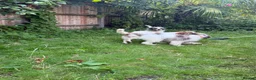 Cavapoo dogs for sale: 4 adorable cavapoo puppies - Advert 16
