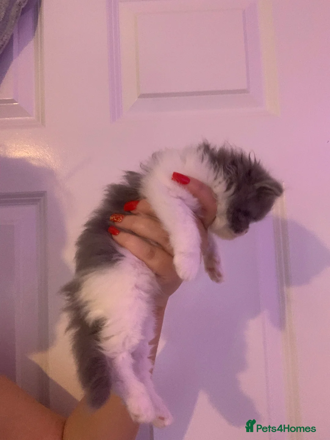 Persian cats for sale: Rainbow Persian kittens READY 14Th FEBRUARY  - Advert 6