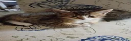 Mixed Breed cats for sale: Beautiful tabby kittens ready to go - Advert 11