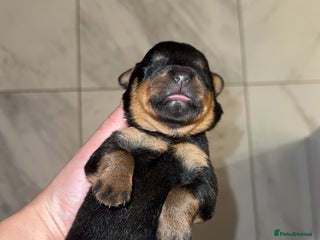 Rottweiler dogs Chunky Rottweiler puppies - Advert 10