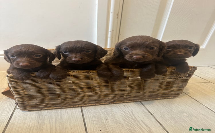 Cocker Spaniel dogs - Advert 1