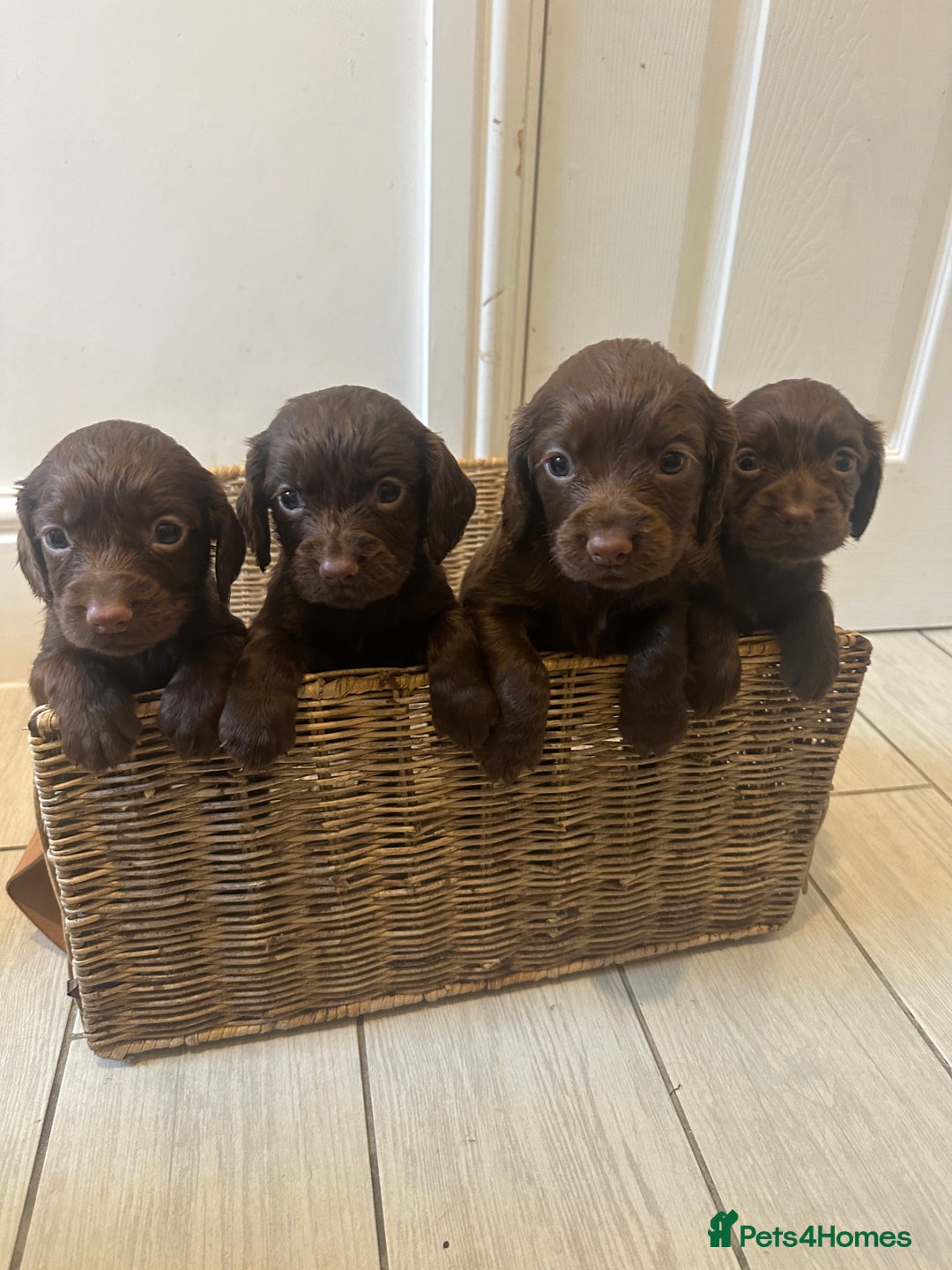 Cocker Spaniel dogs for sale: Working cocker spaniel puppies - Advert 5