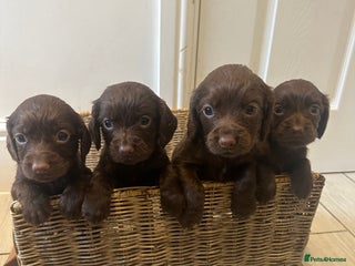 Cocker Spaniel dogs Working cocker spaniel puppies - Advert 3