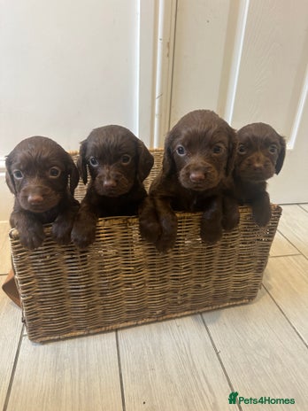 Cocker Spaniel dogs - Advert 1