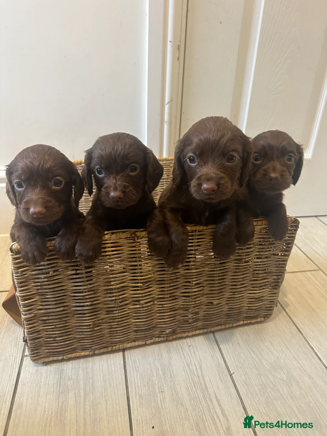 Cocker Spaniel dogs for sale: Working cocker spaniel puppies - Advert 5