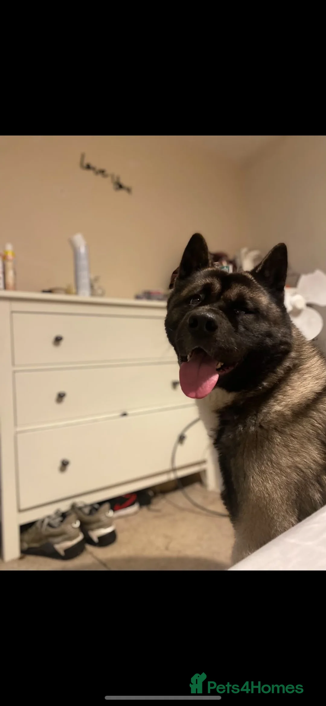 Akita dogs for sale: 3 YEAR OLD MALE AKITA - Advert 3