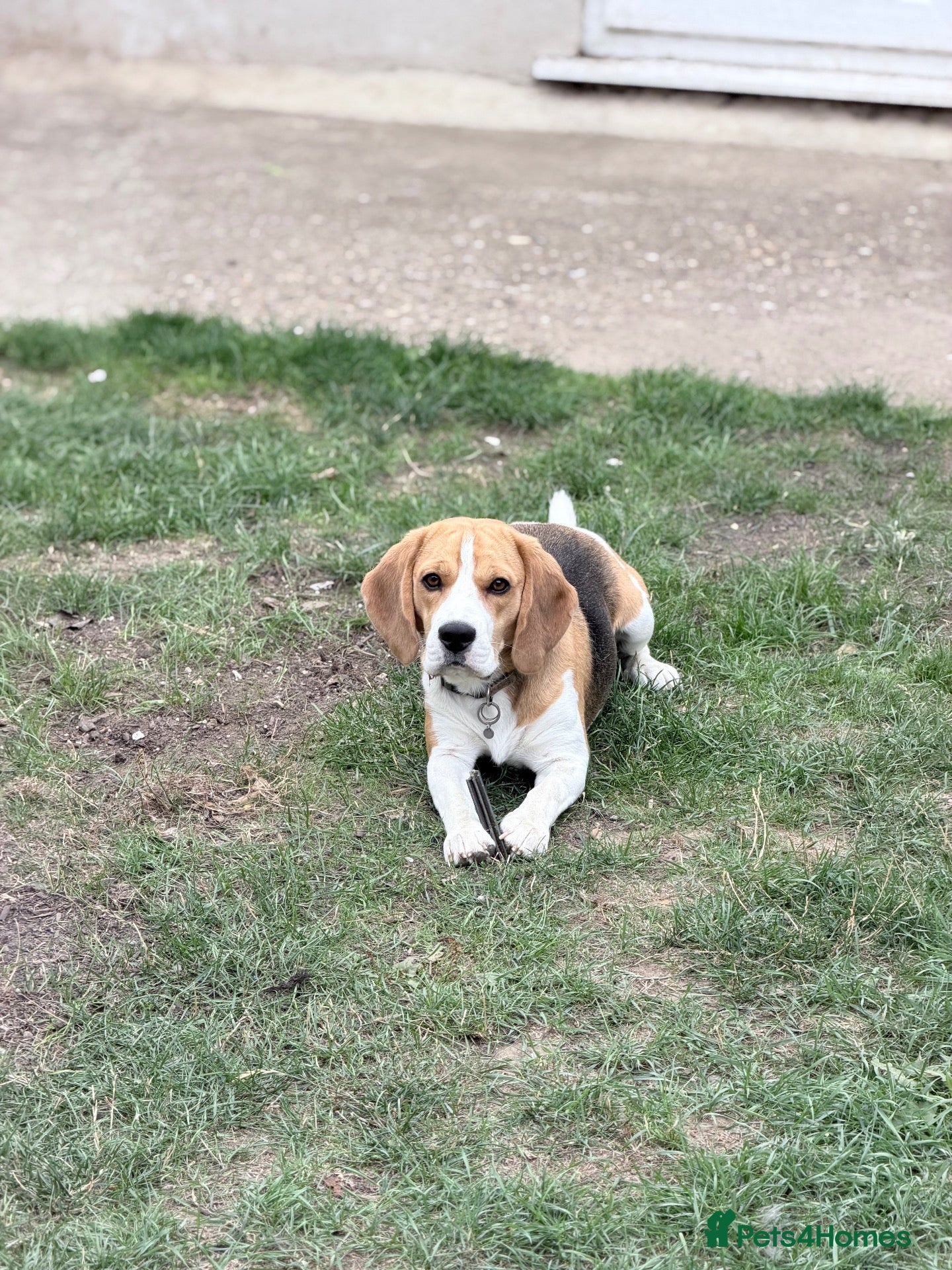 Beagle dogs KC Beagle  - Advert 1