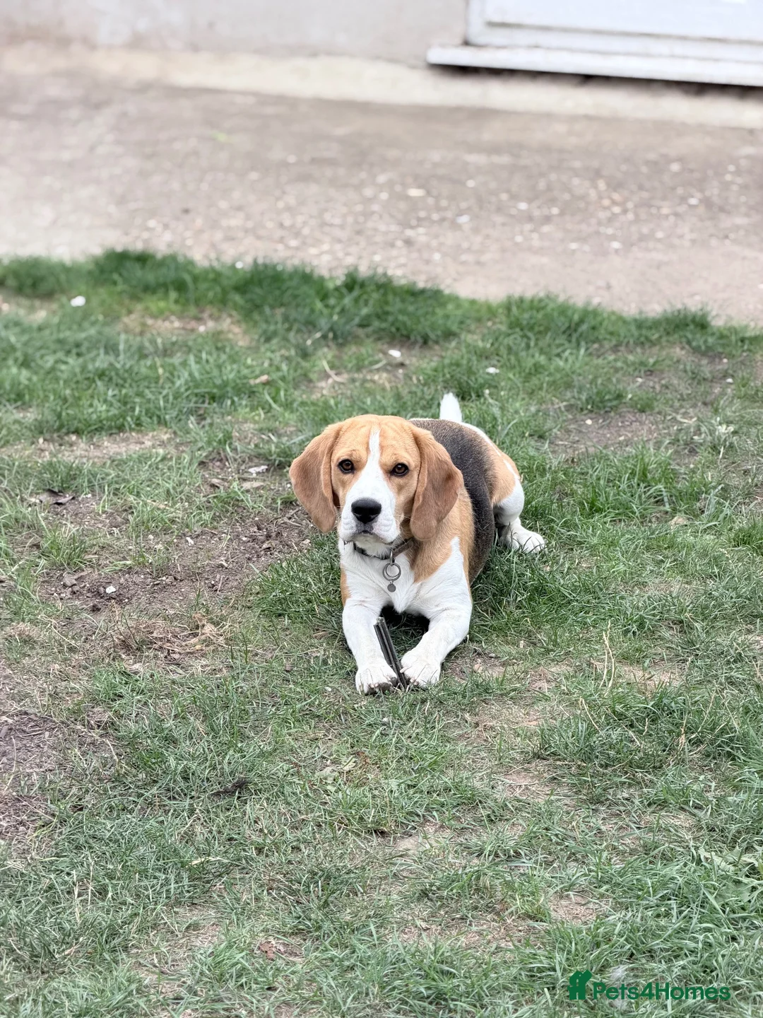 Beagle dogs for sale: KC Beagle  - Advert 1
