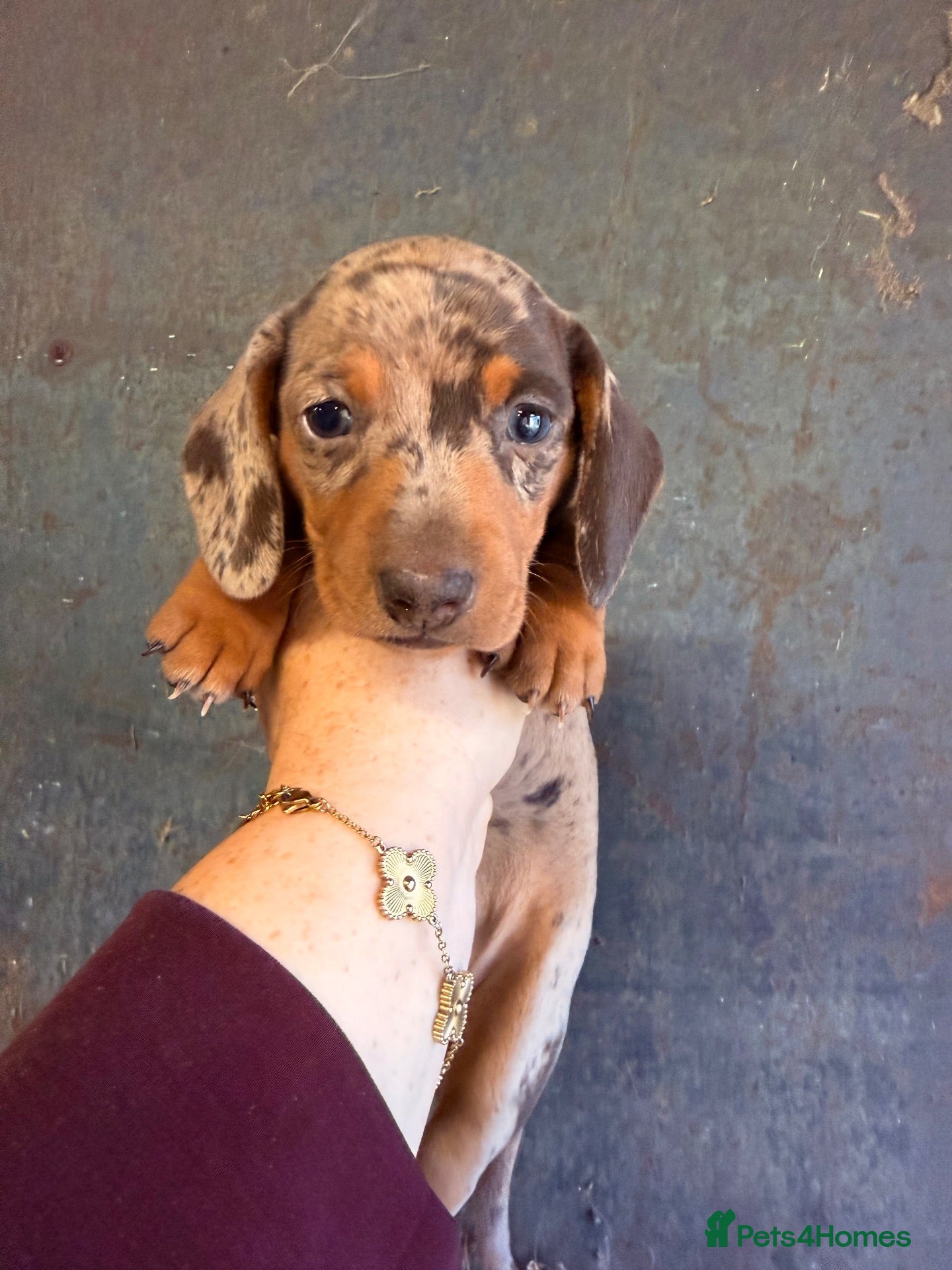 Miniature Dachshund dogs Miniature dachshunds ready in 2 weeks - Advert 1