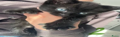 Mixed Breed Kitten 2