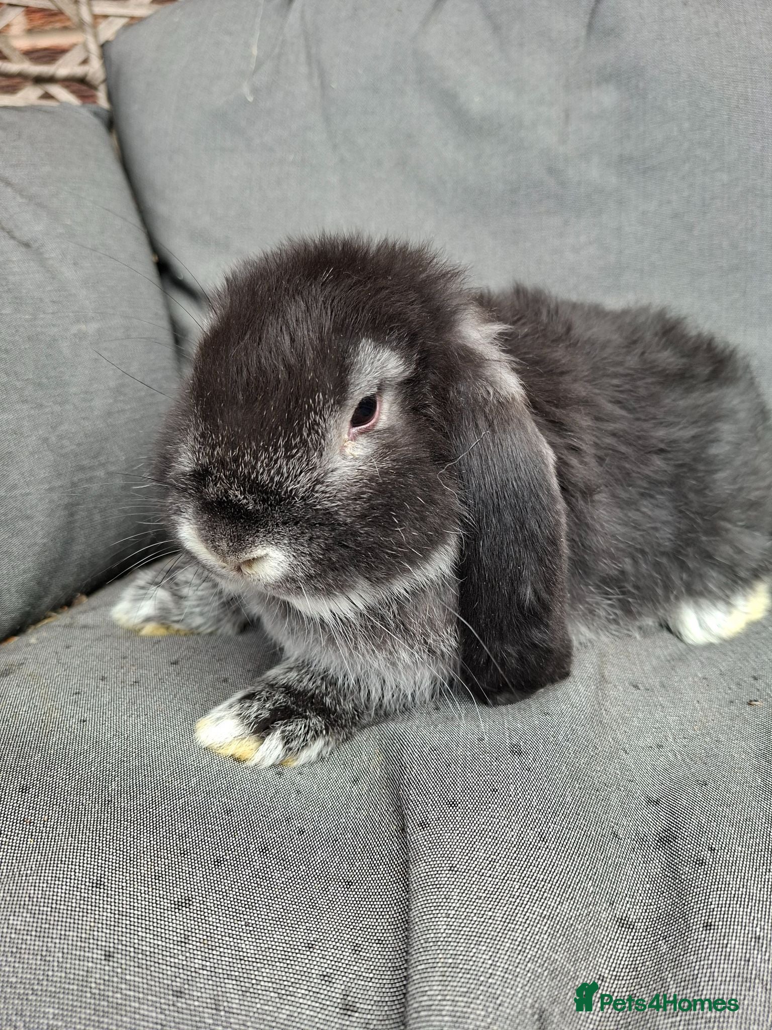 French Lop rabbits READY SOON pure bred french lop doe - Advert 1