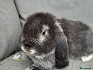 French Lop rabbits Vaccinated Baby doe - Advert 1