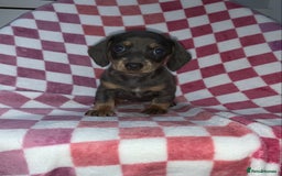 Miniature Dachshund dogs for sale: Miniature dachshunds  - Image 1