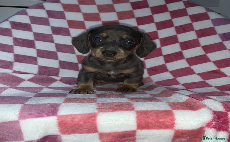 Miniature Dachshund dogs - Advert 2