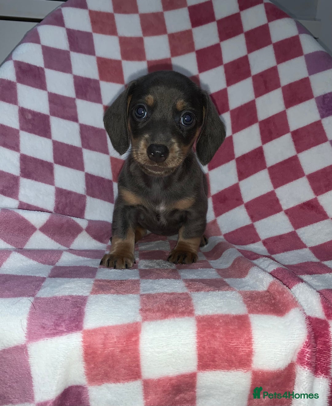 Miniature Dachshund dogs for sale: Miniature dachshunds  - Image 1