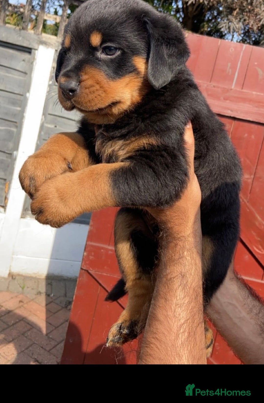 Rottweiler dogs for sale: Stunning KC Registered Rottweiler Puppies  - Image 10