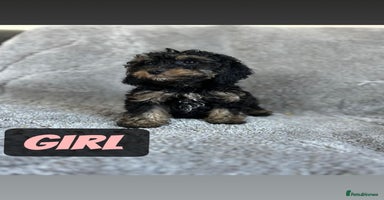 Cockapoo dogs - Advert 9