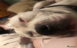 American Bulldog dogs for stud: Classic American bull 🇺🇸  - Image 5