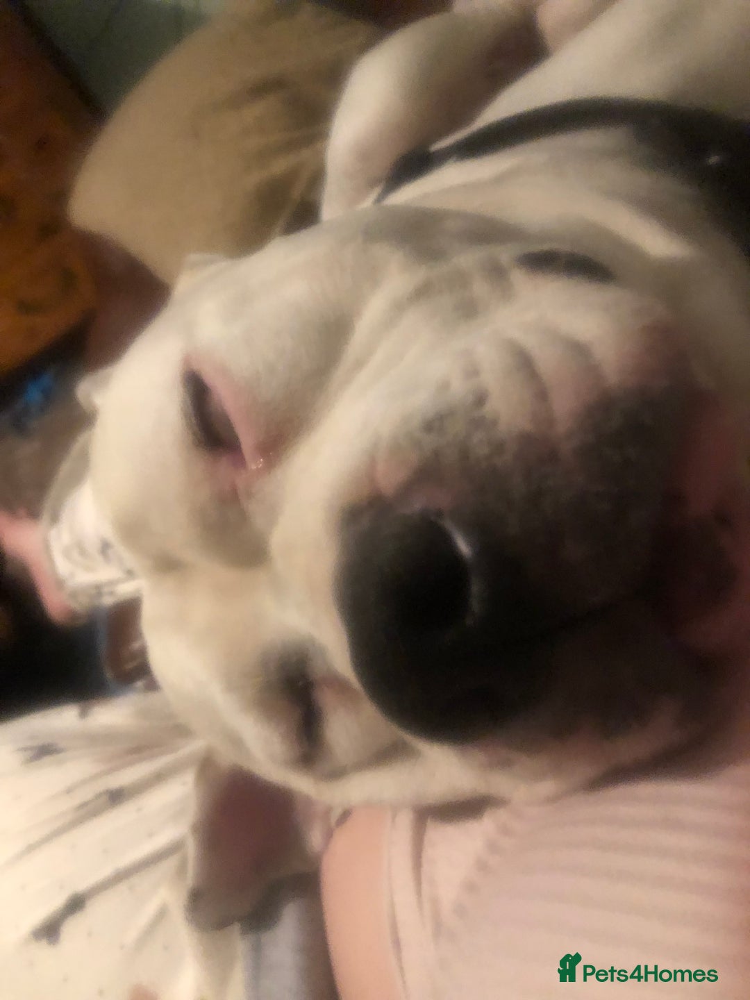 American Bulldog dogs for stud: Classic American bull 🇺🇸  - Image 5