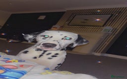Dalmatian dogs for sale: Sad sale  - Image 2