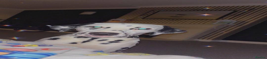 Dalmatian 