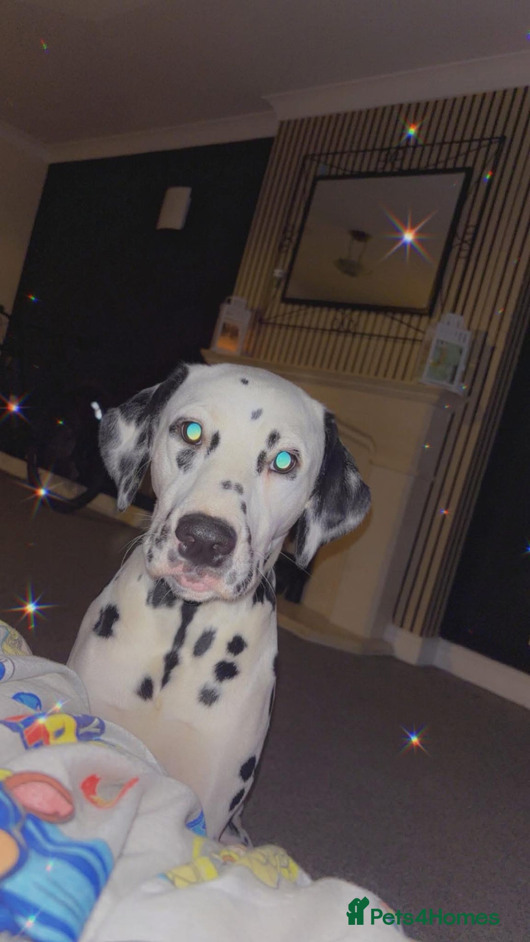 Dalmatian dogs for sale: Sad sale  - Image 2
